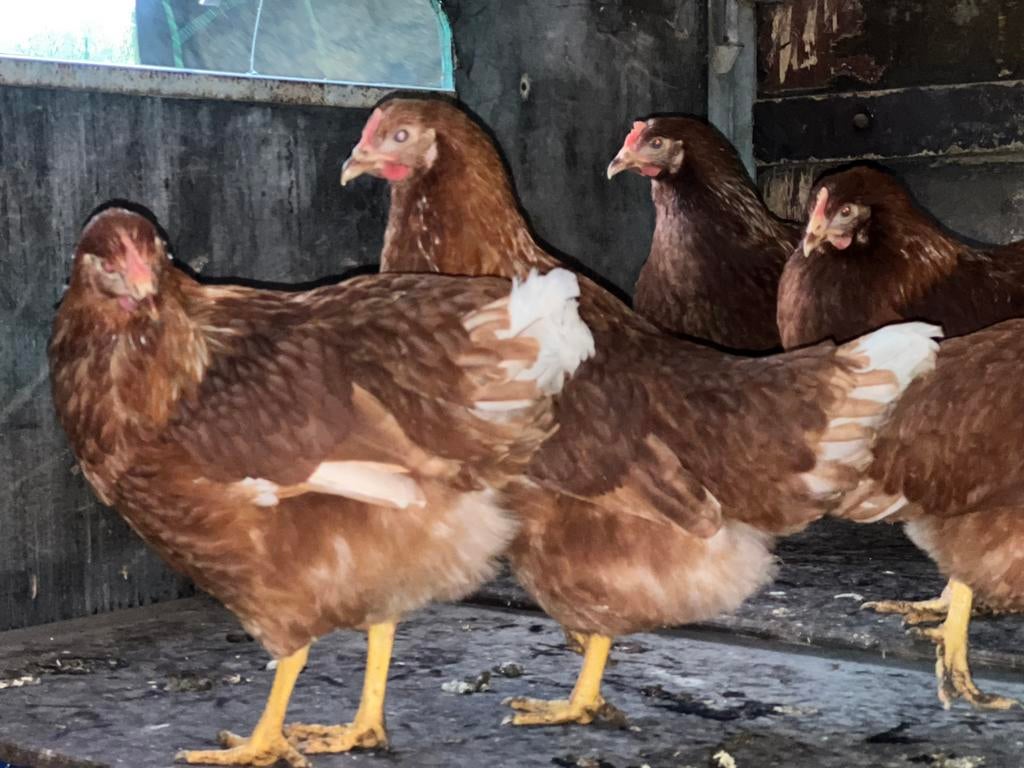 legkippen/leg hennen, Dieren en Toebehoren, Pluimvee, Vrouwelijk, Kip