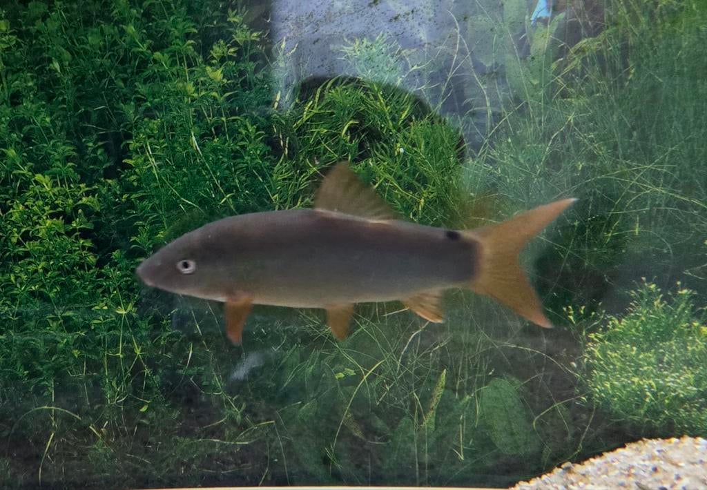 Blauwe botia's, Dieren en Toebehoren, Vis