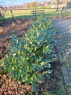 Prunus caucasica laurierstruik, Ophalen, Laurier, Struik, Minder dan 100 cm
