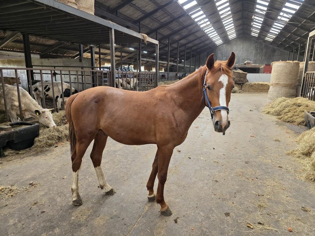 2 jarige hengst van Lantanas te koop, Dieren en Toebehoren, Paarden, Hengst, Ontwormd, 0 tot 2 jaar
