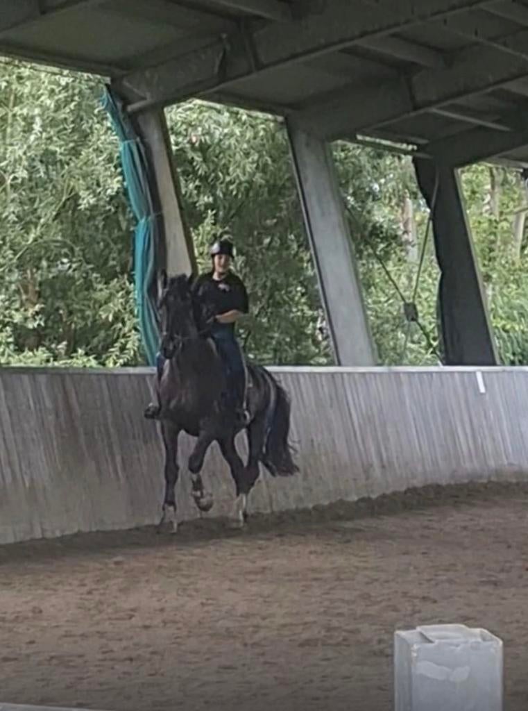 Ik zoek een verzorg/bijrijd pony, Ophalen of Verzenden, Zo goed als nieuw