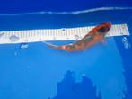 Winterharde koi van € 5,00 tot € 55,00 PS, Karper of Koi