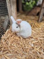 Schattige en handtamme baby hangoortjes zoeken nieuw huisje, Dieren en Toebehoren, Konijnen, Meerdere dieren, Dwerg, Hangoor, 0 tot 2 jaar