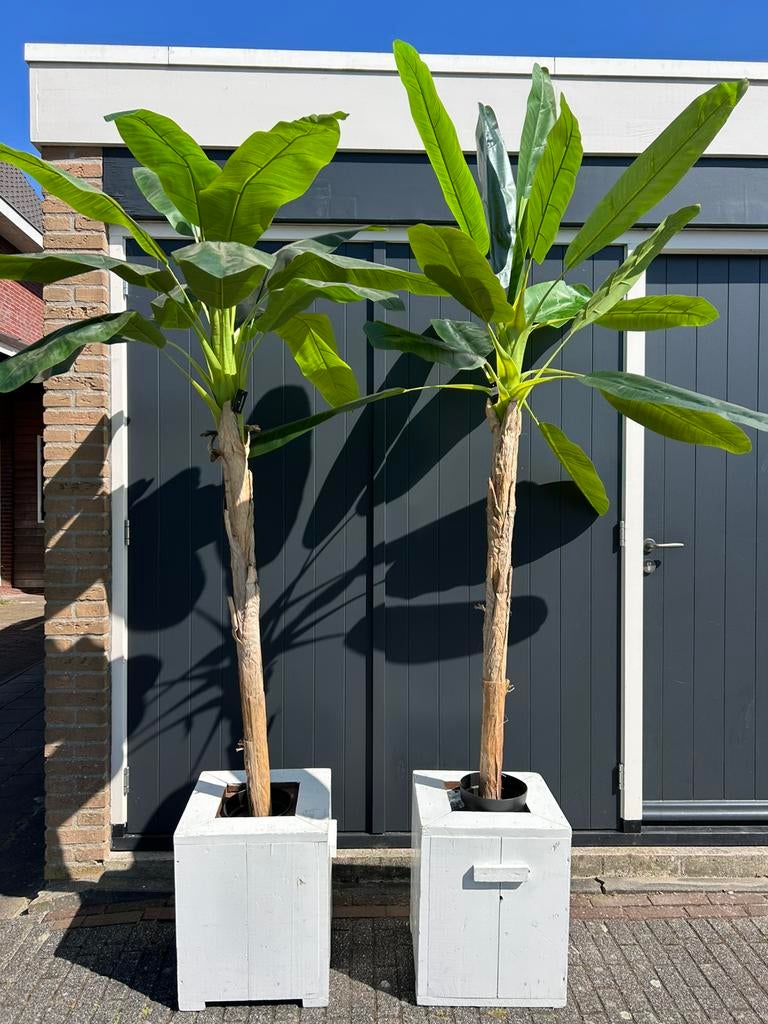 Grote bananen planten in bak - Hawaii plant - huren 15,- pst, Ophalen, Overige