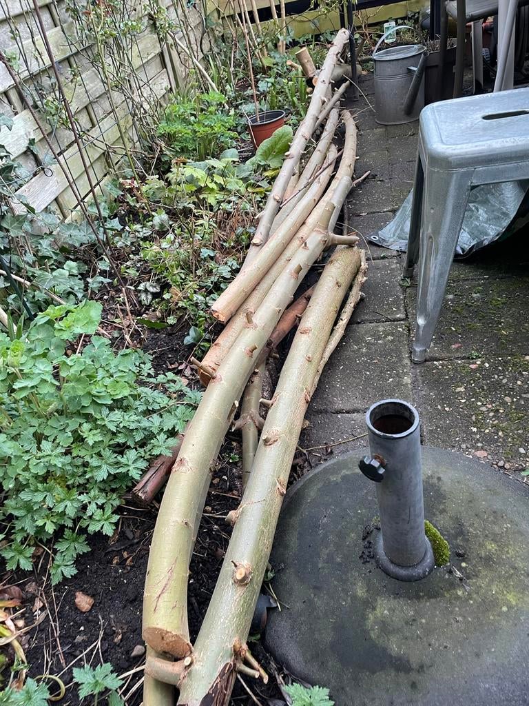 Snoeihout wilg gratis, Tuin en Terras, Minder dan 3 m³, Ophalen, Stammen