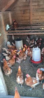 Legkippen 75 wkn, Vrouwelijk, Kip