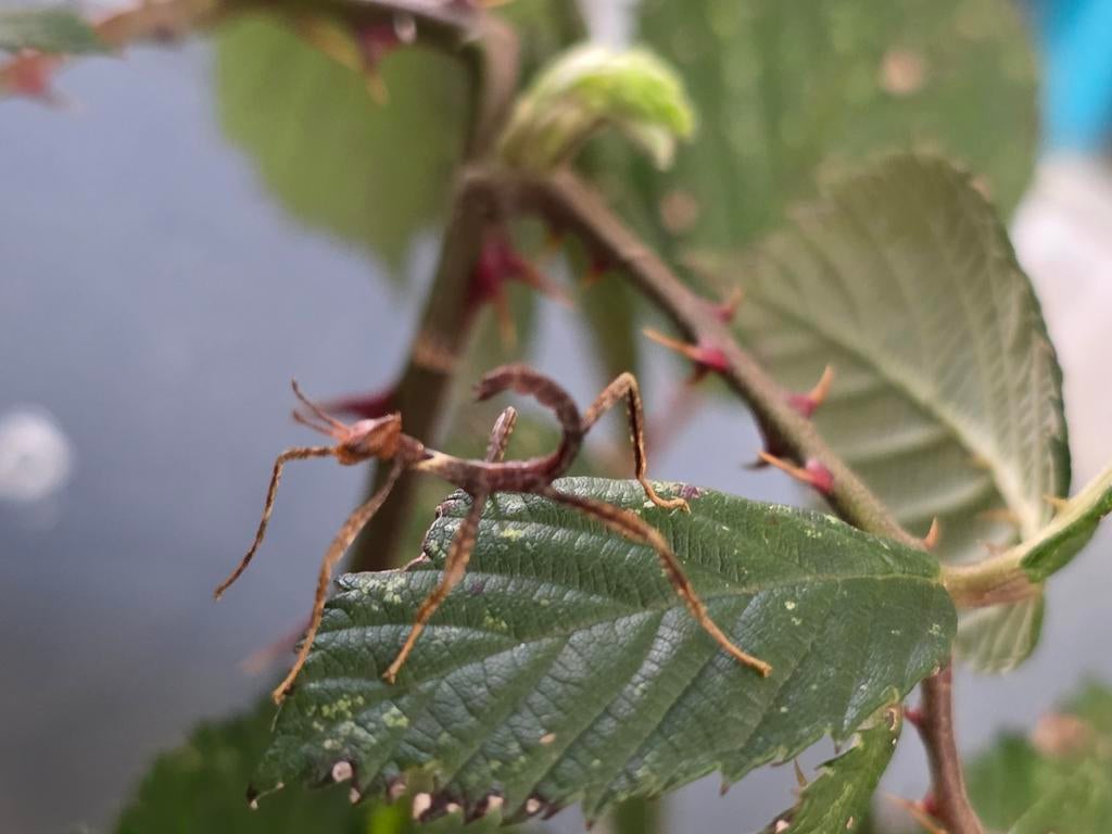 Verschillende wandelende takken, Wandelende tak