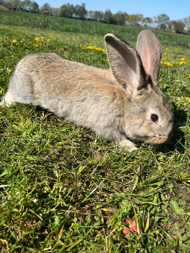 Duitse reus, Dieren en Toebehoren, Konijnen, Mannelijk, Groot