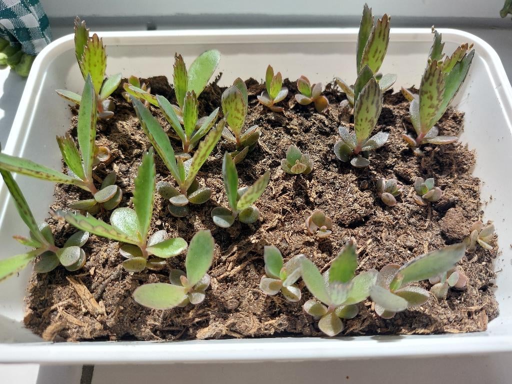 Mother of thousand (bommenwerper) kalanchoë veel stekjes, Huis en Inrichting, Kamerplanten, Vetplant, Ophalen of Verzenden, Minder dan 100 cm