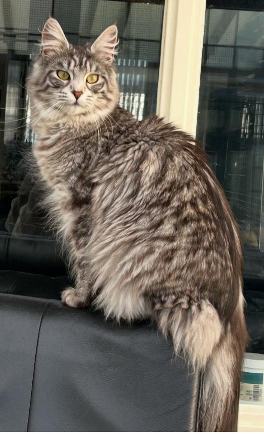 Mooie maine coon poes, Poes
