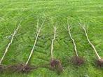 Kersenbomen te koop, Tuin en Terras, Planten | Bomen, Overige soorten, Lente, 100 tot 250 cm, Ophalen