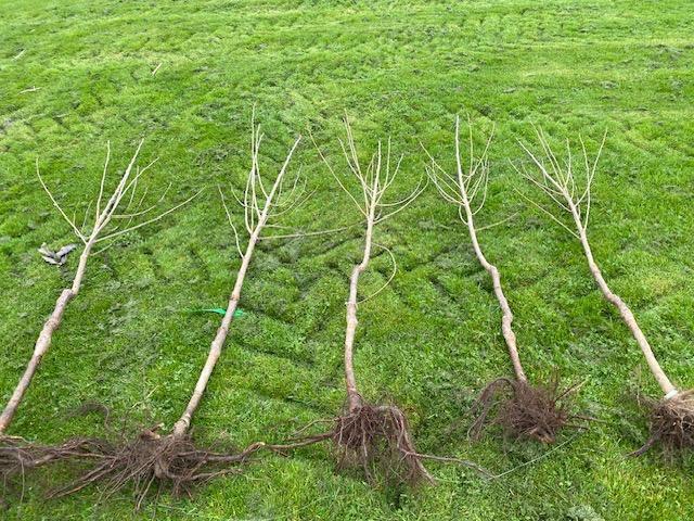 Kersenbomen te koop, Tuin en Terras, Planten | Bomen, Overige soorten, 100 tot 250 cm, Volle zon, Lente, Ophalen