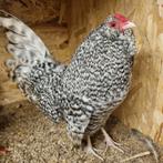 Antwerpse baardkriel broedeieren van de kleur koekkoek, Geslacht onbekend, Kip