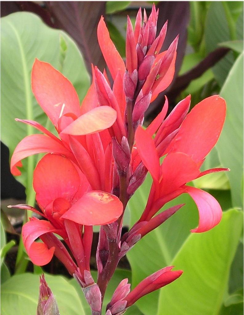 5 x Canna Cannova .Coccinea. zaden, Ophalen of Verzenden, Voorjaar, Volle zon, Zaad