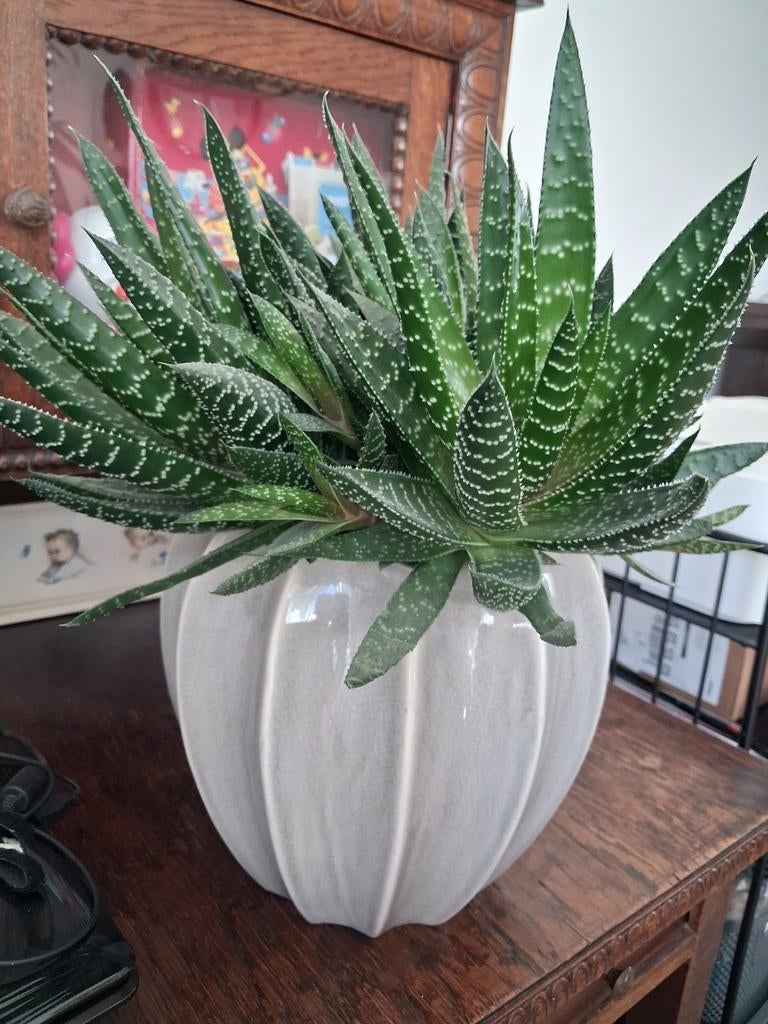 Kamerplant kantaloë, Huis en Inrichting, Kamerplanten, Ophalen, Halfschaduw, Minder dan 100 cm