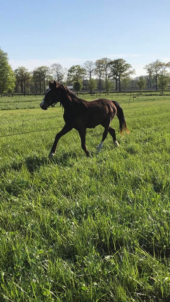 Twee jarige dressuur merrie en 1 jarige tuigpaard hengst, Dieren en Toebehoren, Merrie