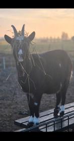 Super makke lieve melkgeit, Vrouwelijk, Geit, 3 tot 5 jaar