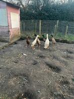 6 Loop eenden, Dieren en Toebehoren, Pluimvee, Eend