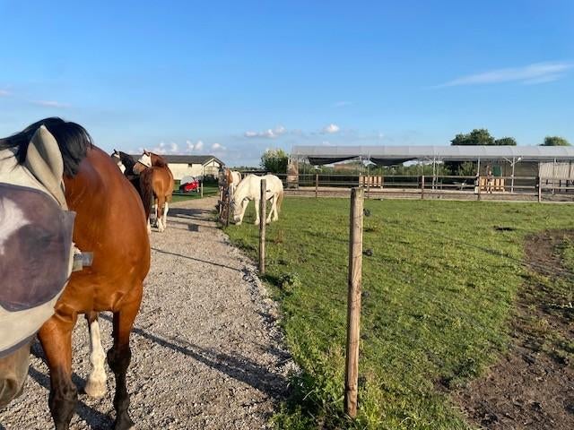 Plaats voor een ruin in kleine ruinengroep 24/7 buiten, Dieren en Toebehoren, Stalling en Weidegang, Weidegang, 1 paard of pony