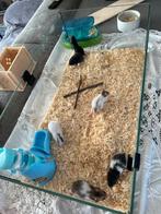 Baby hamster, Hamster, Maart, Vrouwelijk, Tam