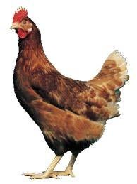 Te koop aangeboden: kippen, Dieren en Toebehoren, Pluimvee, Kip, Vrouwelijk