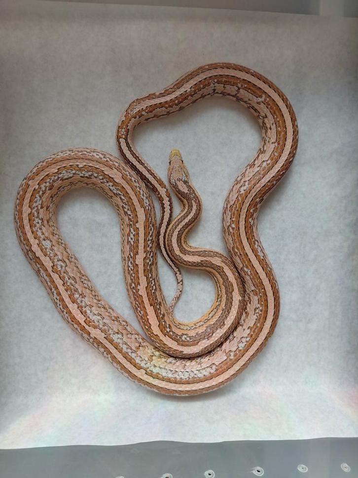 Korenslang red factor ultramel anery tessera 66% scaleless Corn Snake - unknown for sale from Ferry87