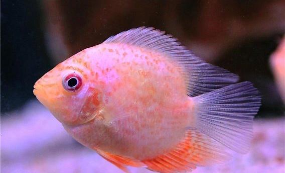 (Moet weg) Heros severum red spotted, Vis
