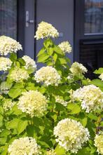 20 Limelight pluimhortensia €100, Ophalen of Verzenden, Hortensia, Struik, Minder dan 100 cm