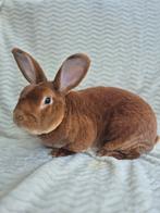 Rex konijn geel, Dieren en Toebehoren, Konijnen, Mannelijk