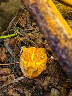 Pacman kikker "Strawberry" te koop, Dieren en Toebehoren, Reptielen en Amfibieën, Slang, 0 tot 2 jaar