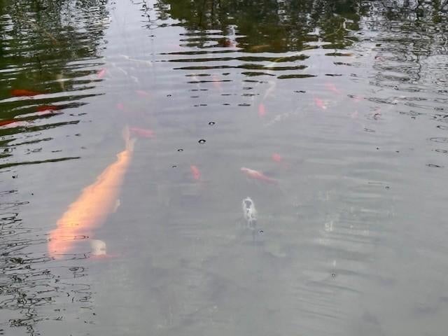 Complete vijverinhoud: Vissen (o.a. grote Koi & steuren) + P, Dieren en Toebehoren, Vissen | Vijvervissen, Karper of Koi