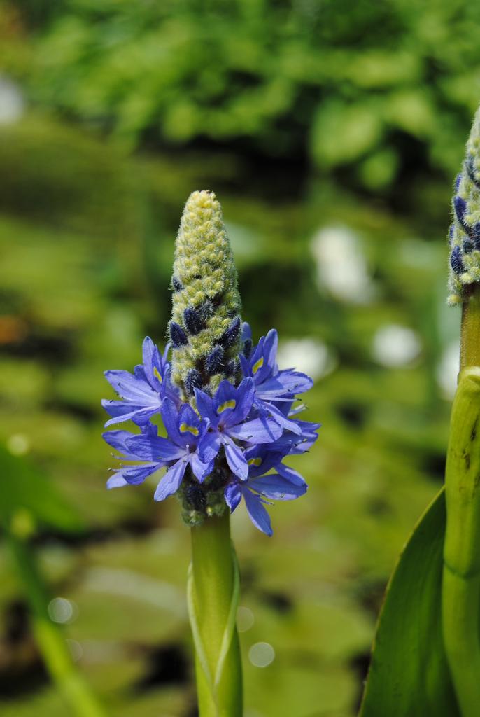 Snoekkruid (Pontederia) stekken- voor vijver of waterpartij, Tuin en Terras, Vijvers, Ophalen of Verzenden, Nieuw