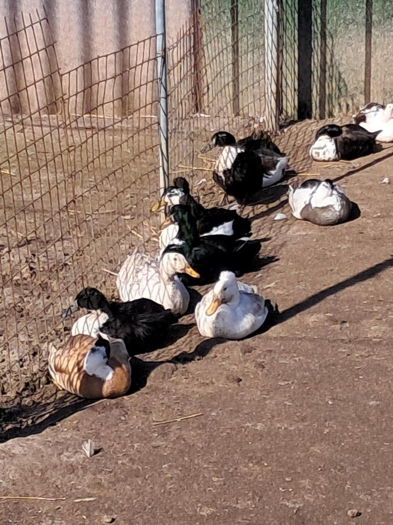 Broedeieren van de kuifeenden, Dieren en Toebehoren, Geslacht onbekend, Kip
