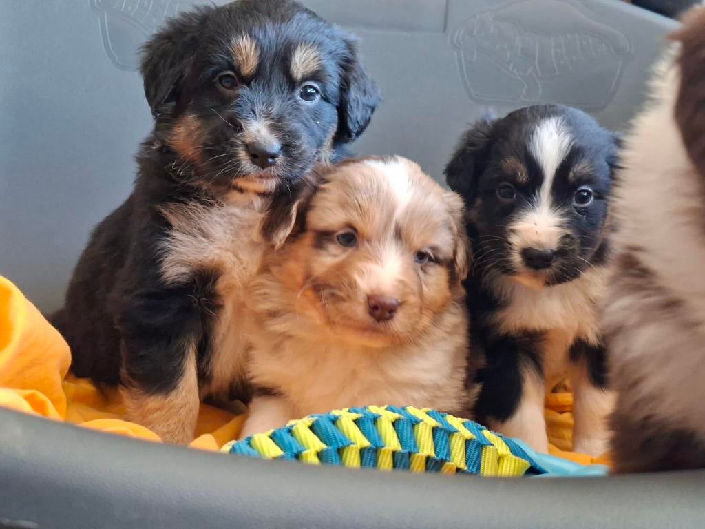 Schitterende australian Shepherd pups., Dieren en Toebehoren, Parvo, 8 tot 15 weken, Meerdere, Meerdere dieren