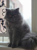 Britse langhaar, Kater, Gechipt, 0 tot 2 jaar