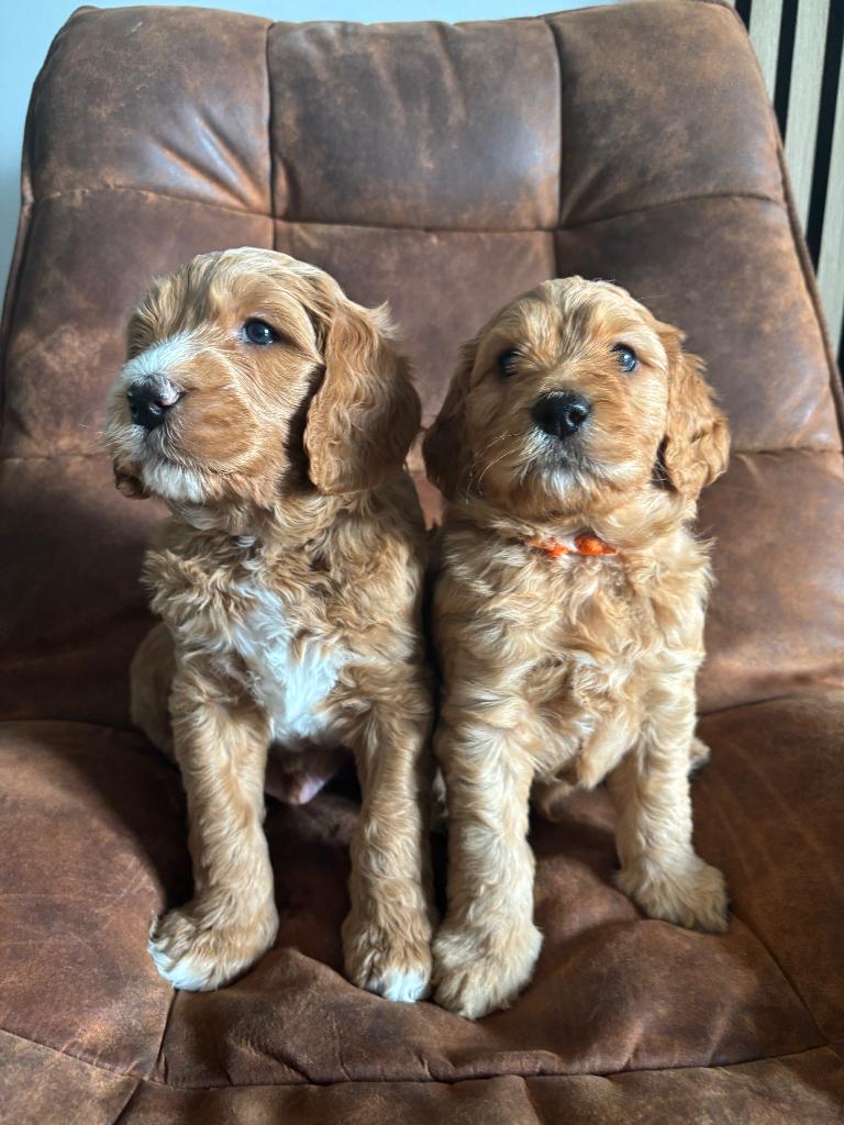 Australian labradoodle pups, Dieren en Toebehoren, Honden | Retrievers, Spaniëls en Waterhonden, Parvo, Nederland, Overige rassen