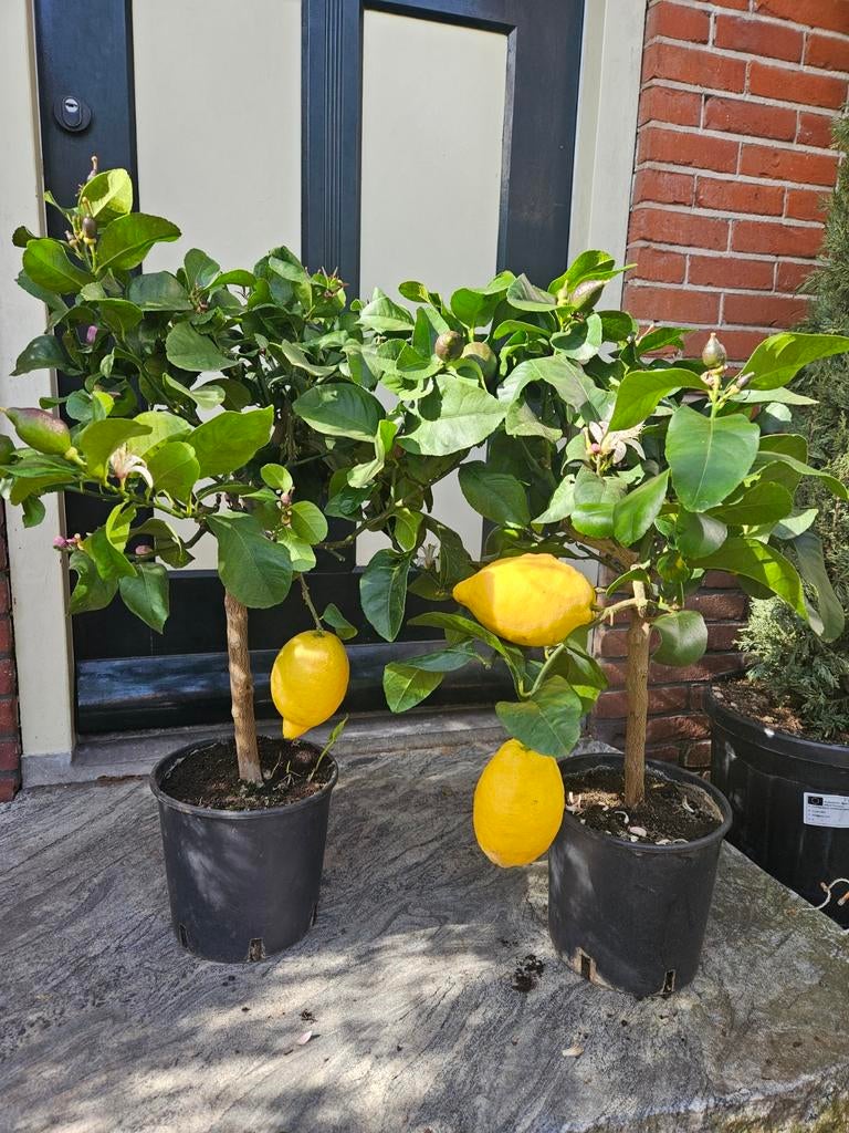 Druif (Vitis) op oude stam, Plant, Rond, Nieuw, Ophalen of Verzenden