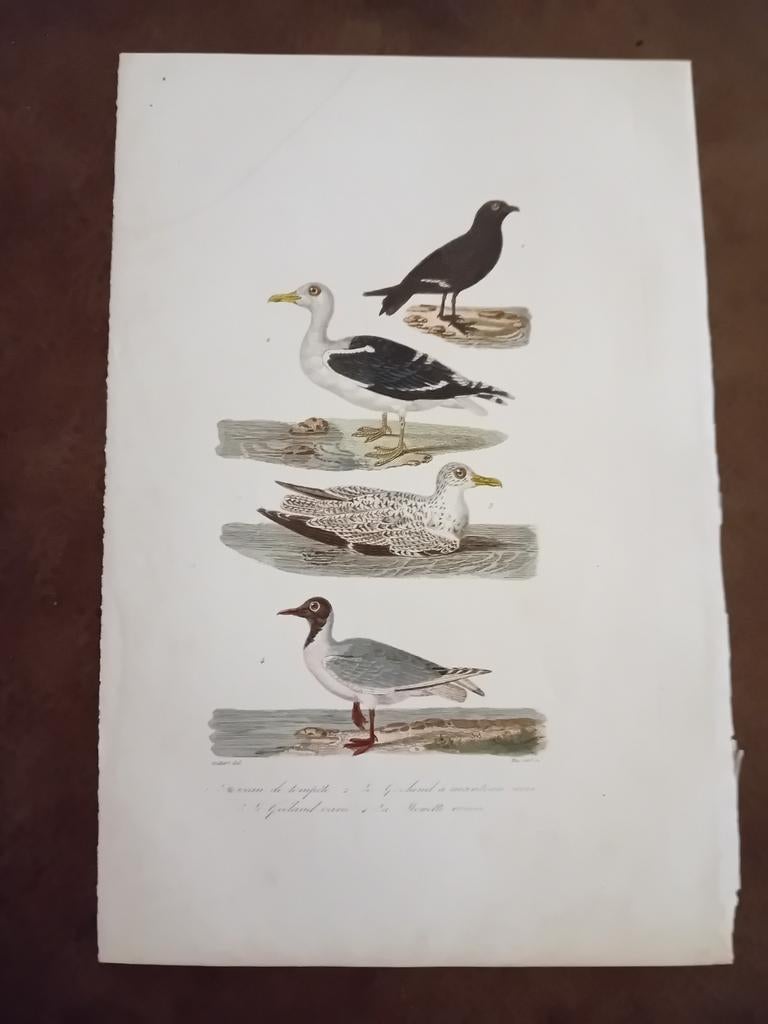 Prachtige Collectie Antieke Gravures 15x Hand Gekleurd! LEES, Antiek en Kunst, Ophalen of Verzenden