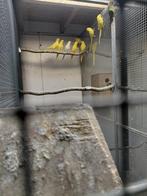 Forse halsbandparkieten, Geslacht onbekend, Parkiet, Geringd