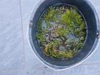 Zuurstofplanten, Tuin en Terras, Vijvers, Ophalen of Verzenden, Zo goed als nieuw