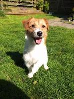 Ruwharige jackrussel dekreu, Dieren en Toebehoren, Reu, 1 tot 2 jaar, Eén hond, Nederland