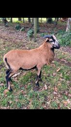 Kameroenschaap ram te koop, Dieren en Toebehoren, Schapen, Geiten en Varkens, Mannelijk, Schaap