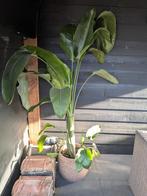 Strelitzia 180-200, Tuin en Terras, Planten | Tuinplanten, Ophalen, Overige soorten