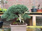 Kishu juniperus tanuki bonsai jeneverbes, Bloeit niet, Halfschaduw, Minder dan 100 cm, Overige soorten