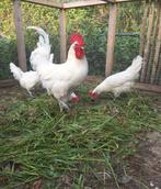 Broedeieren poule de bresse, Geslacht onbekend, Kip