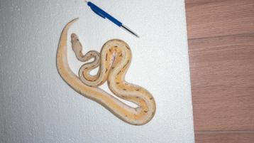 0.1 Spinnerblast Orangedream pastel nk 23 beschikbaar voor biedingen
