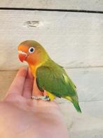 Agapornis | Fischeri |Lovebird | getest | diverse kleuren, Meerdere dieren, Pratend, Dwergpapegaai of Agapornis