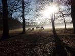 Plekje vrij op 6hect. weiland, 2 of 3 paarden of pony's, Weidegang