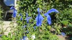 Salvia sylvatica, een bijzondere salieplant, Overige soorten, Vaste plant, Ophalen of Verzenden, Halfschaduw
