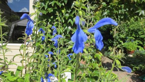 Salvia sylvatica, een bijzondere salieplant, Tuin en Terras, Planten | Tuinplanten, Vaste plant, Overige soorten, Halfschaduw